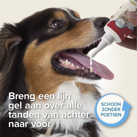 Een hond krijgt tandgel uit een tube. Breng een lijn gel aan over alle tanden van achter naar voor. Schoon zonder poetsen.