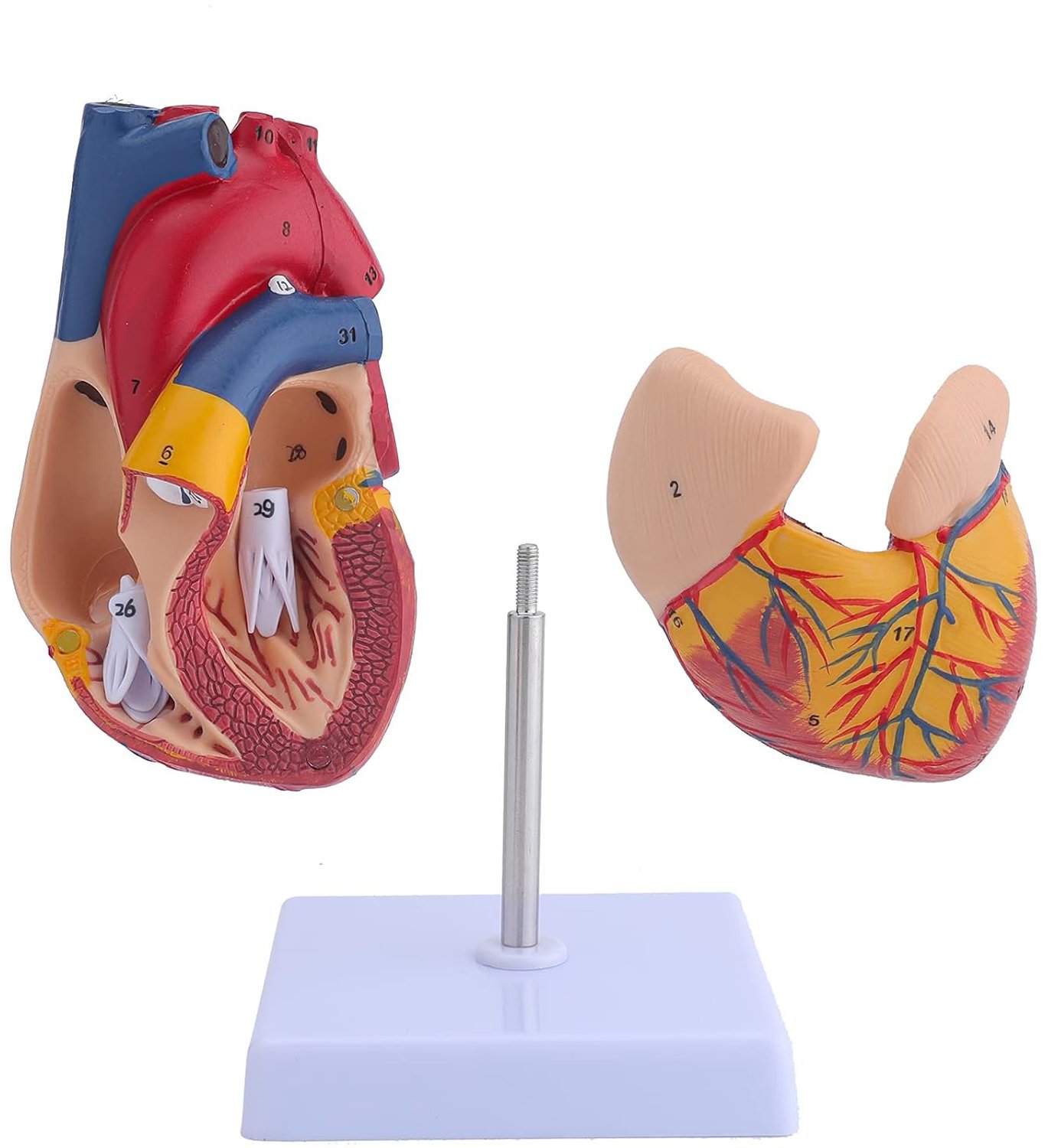 Model Van Een Menselijk Hart - Anatomisch Leermiddel - Medisch Hartmodel - Anatomisch Model Van Het Hart - Menselijk Hartmodel