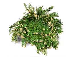 Valse Roos van Jericho | Wonderplant | Toverplant |
