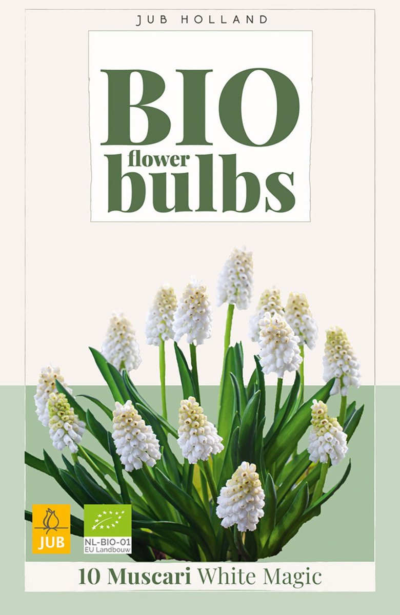 Muscari white magic bio bloembol JUB 10 stuks