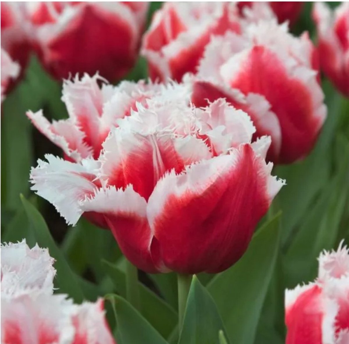 Bloembol Tulp Canasta 20 stuks