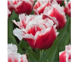 Bloembol Tulp Canasta 20 stuks + 5 gratis
