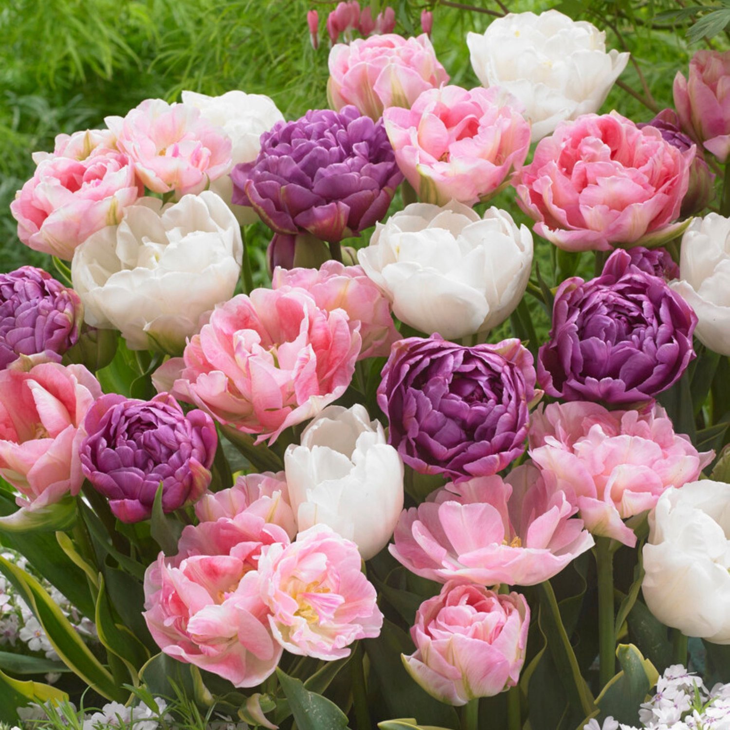 Tulp (Tulipa) - en Danielle mix - double - Snijbloemen - Voorjaarsbollen - bloeit in April / Mei / Juni