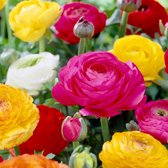 Ranonkel (Ranunculus) - s Mix (Grootverpakking XL) - Bijen-Vlinders - Snijbloemen - Geurend - (Ook)-Voor in huis - Zomerbollen - bloeit in Mei / Juni