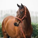 Bruin paard draagt een oranje halster met zwarte voering en roségouden gespen.