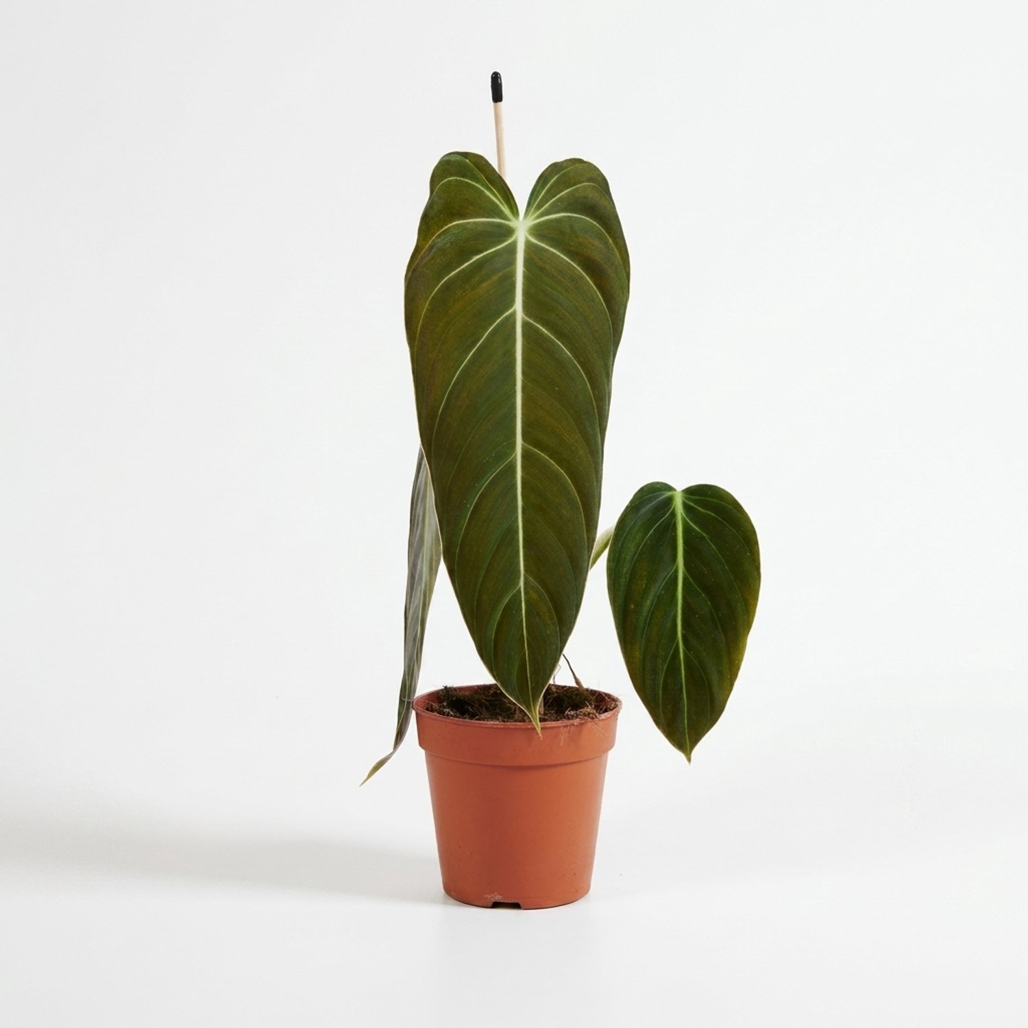 Bloomique - Philodendron Melanochrysum - Klimplant - Kamerplanten - Fluweelachtig blad - Luchtzuiverend - Hoogte 30-35 cm - Pot 12 cm