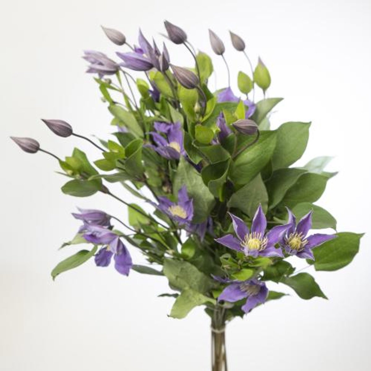 10x Clematis amazing sofia 70cm