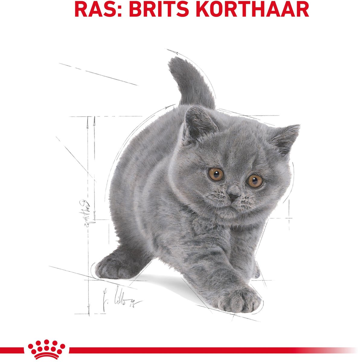Royal Canin Royal Canin British Shorthair Kitten - Kattenvoer - 400g - Brits korthaar