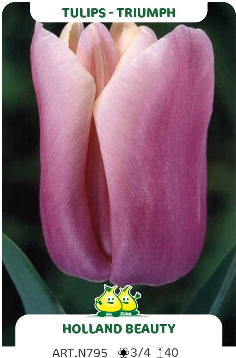 25 Bollen Triumph Tulpen Holland Beauty maat 12/+