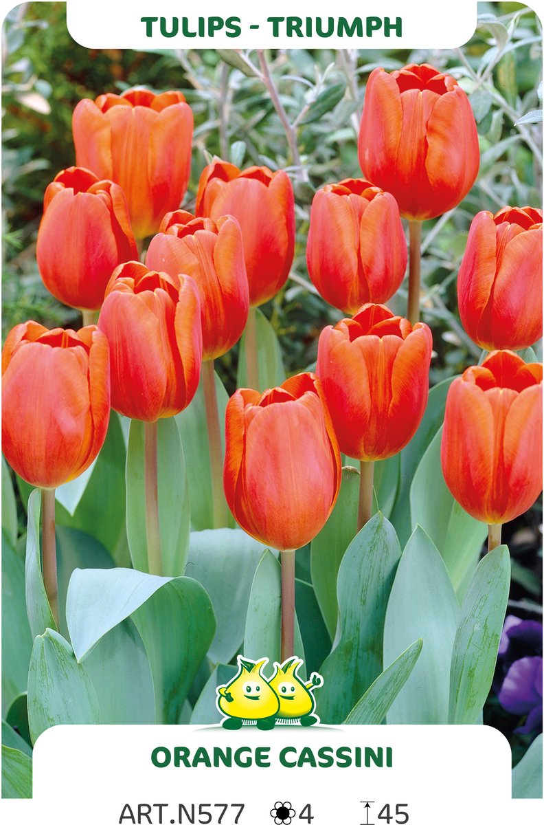 25 Bollen Triumph Tulpen Oranje Casini maat 12/+