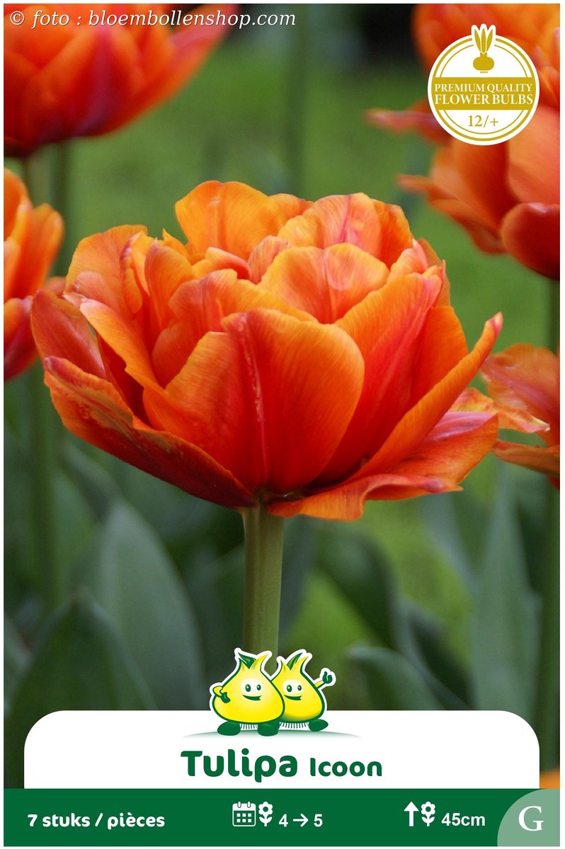 2 Zakjes Dubbele Tulpen Icoon maat 12/+