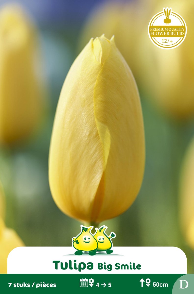 2 Zakjes Enkel Late Tulpen Big Smile maat 12/+
