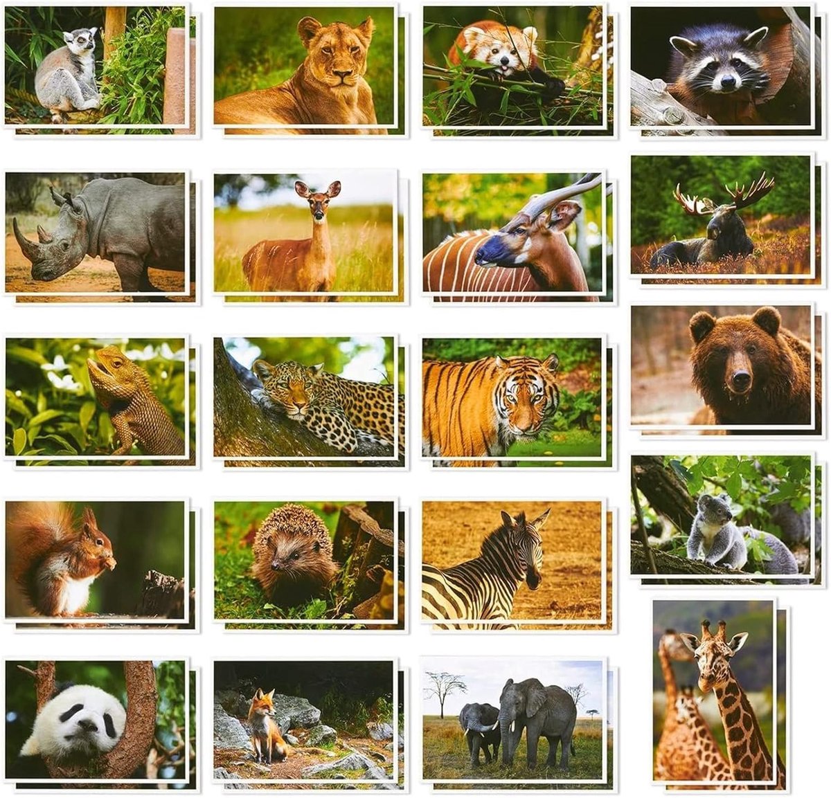 SnelShoppen - 40 Postkaarten van Wilde Dieren - Tijgers, Beren, Giraf, Olifanten - 10 x 15 cm - Lege Postkaarten voor Feest, Verjaardag, Groeten