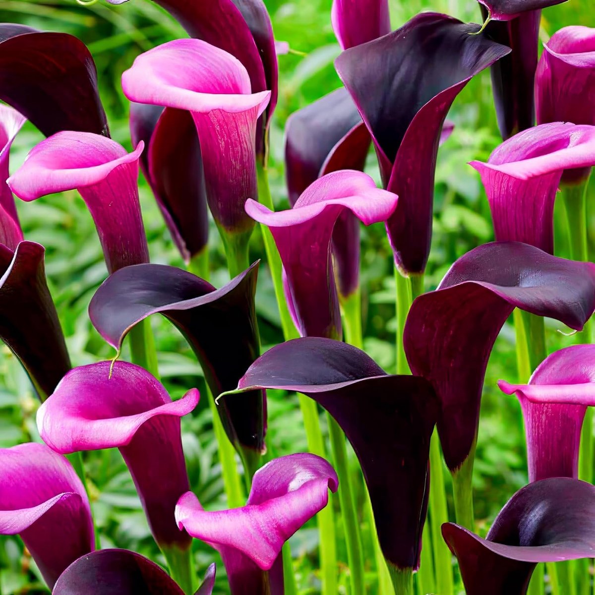 SnelShoppen - Calla Lily Violet Mixing Collection - 5 Grote Zantedeschia Uien voor Bloembakken - Prachtige Paarse Bloembollen voor Tuin en Potplanten