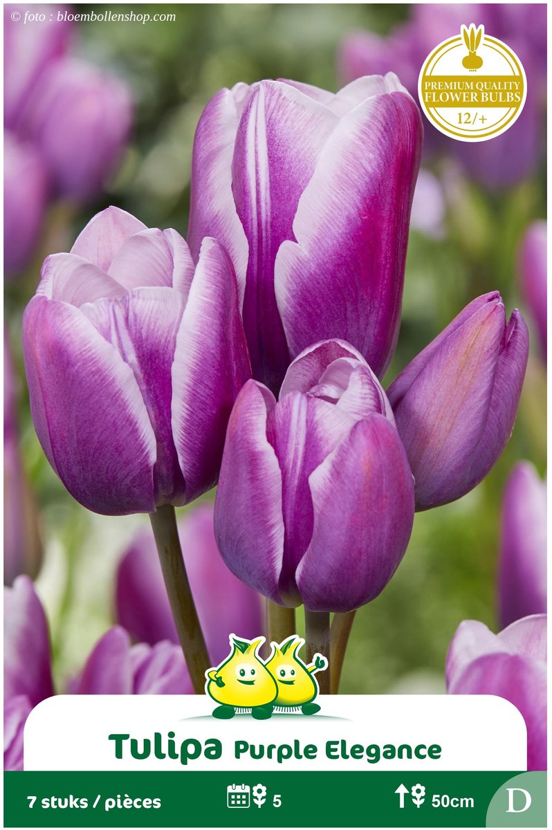2 Zakjes Meerbloemige Tulpen Purple Elegance maat 12/+