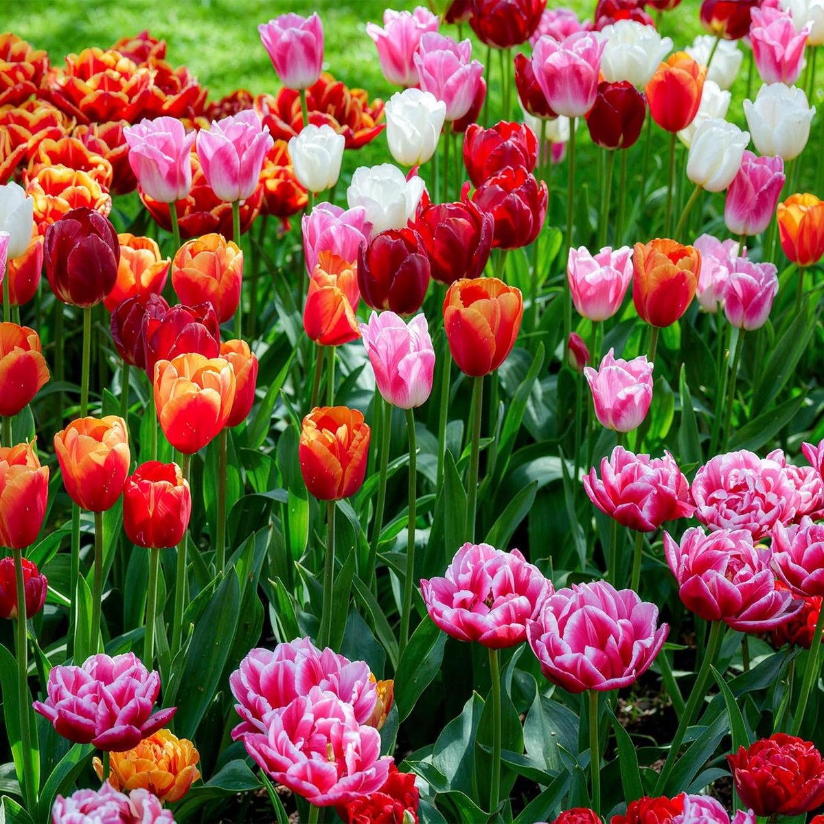 SnelShoppen - Tulpenbollen Super Collectie - 50 Winterharde Bloembollen voor Tuin, Potten en Balkon - Vaste Plantenmix - Nederlandse Kwaliteit - Geen