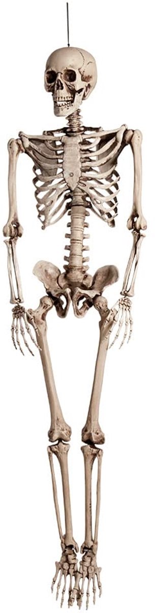 Dailygoods - XL Skeletdecoratie - Wit (160 cm) voor Halloween