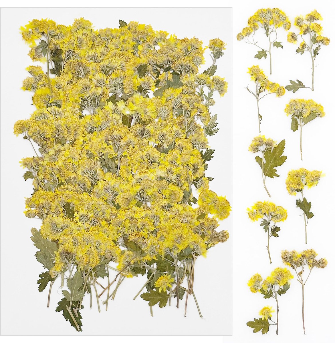 Dailygoods - 100 Stuks Geperste Gedroogde Bloemen voor Creatieve Projecten en Decoratie