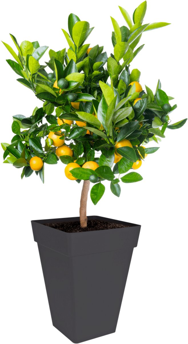 Elho Loft Urban Square High 37 - Large Outdoor Planter