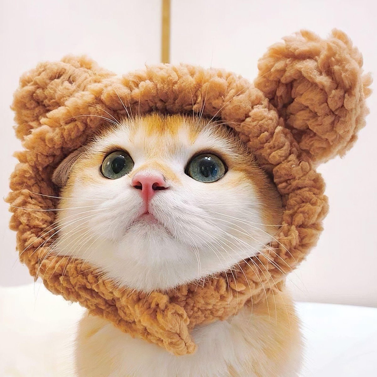 Dailygoods- Kattenhoed Berenvormig - 2 Stuks - Huisdier Kledingaccessoires - Warme Hoeden - Zacht Wol - Geschikt voor Alle Katten - Huisdierhoed