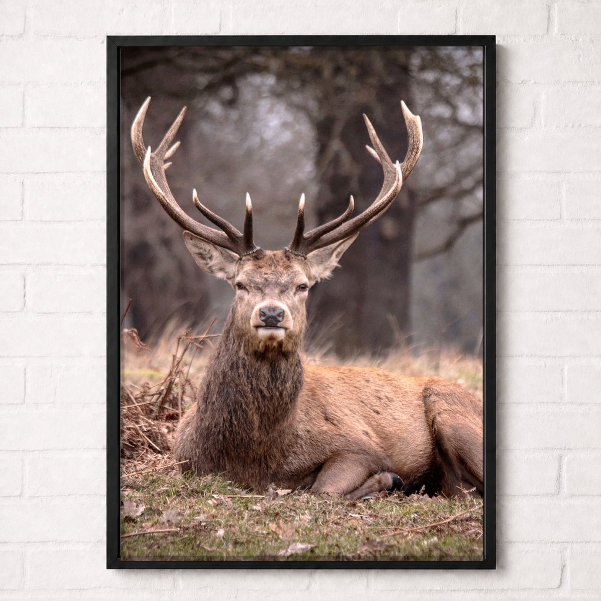 Rustend Edelhert Poster - Wildlife Nature Collection - Natuur Posters - A2+ 43,2 x 61 cm