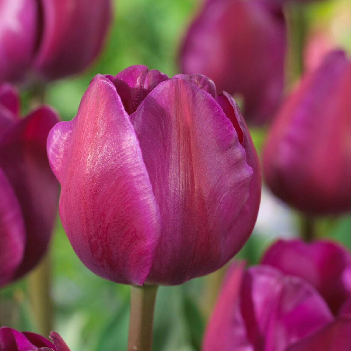 Tulp (Tulipa) - Negrita - Snijbloemen - Voorjaarsbollen - bloeit in April / Mei