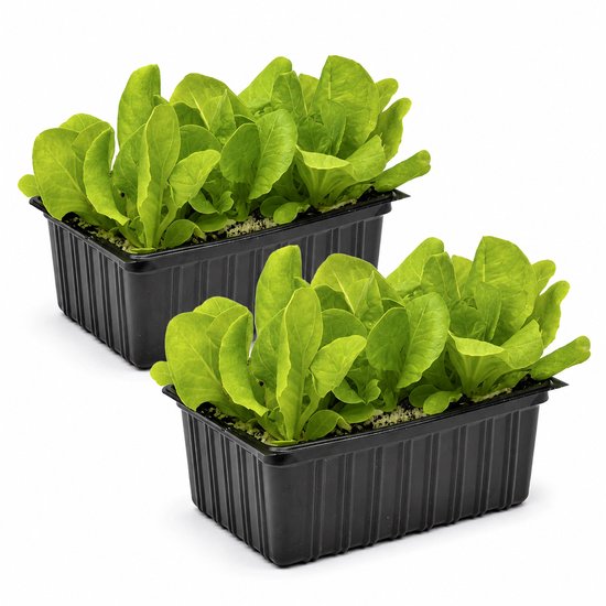 Deux bacs avec 6 plants de laitue pommée verte chacun, dans des pots noirs avec de la terre.