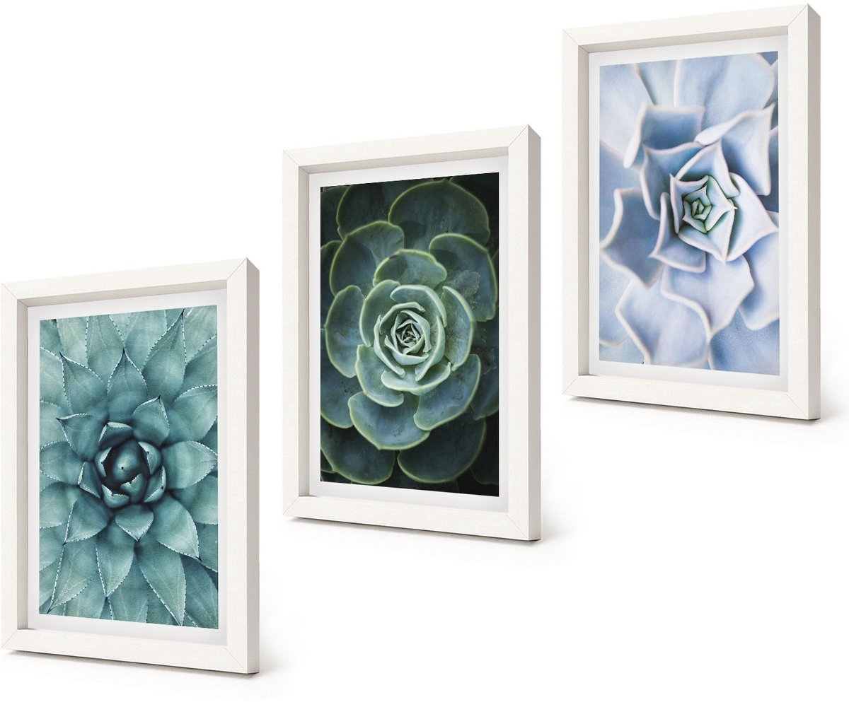 Coloray 3-Delige Schilderij Set - Vetplanten in groene en turquoise tinten. - 20x30 - Stijlvolle Muurdecoratie - Kantoor - Woonkamer Decoratie