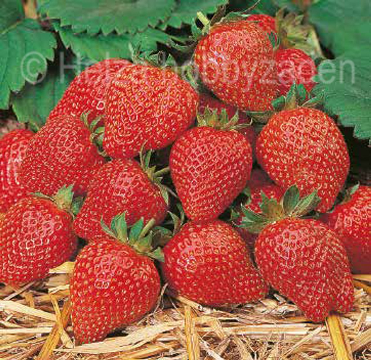 Aardbei Elan ca 50 zaden