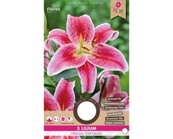 Lelie Star Gazer – Lilium orientale - Bijen-Vlinders - Geurend - Snijbloemen - Voorjaarsbollen - bloeit in Juli / Augustus