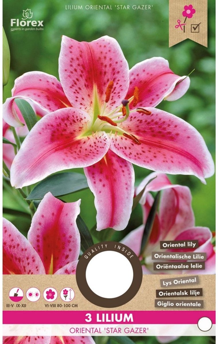 Lelie Star Gazer – Lilium orientale - Bijen-Vlinders - Geurend - Snijbloemen - Voorjaarsbollen - bloeit in Juli / Augustus
