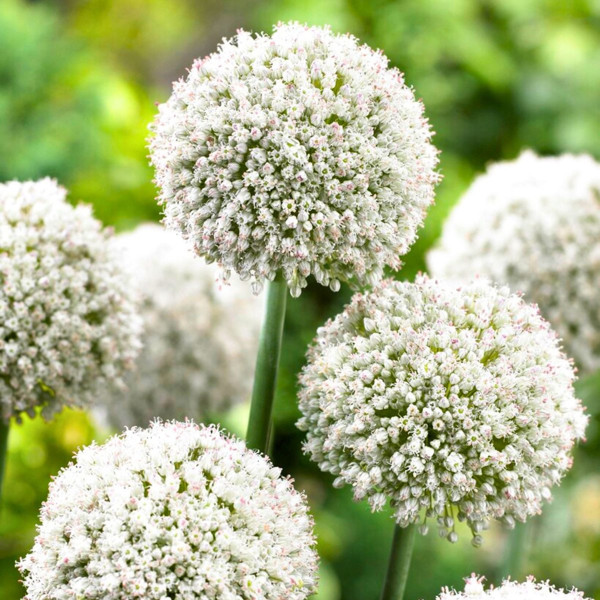 Allium White Cloud - Sierui - Bijen-Vlinders - Snijbloemen - Voorjaarsbollen - bloeit in Mei / Juni