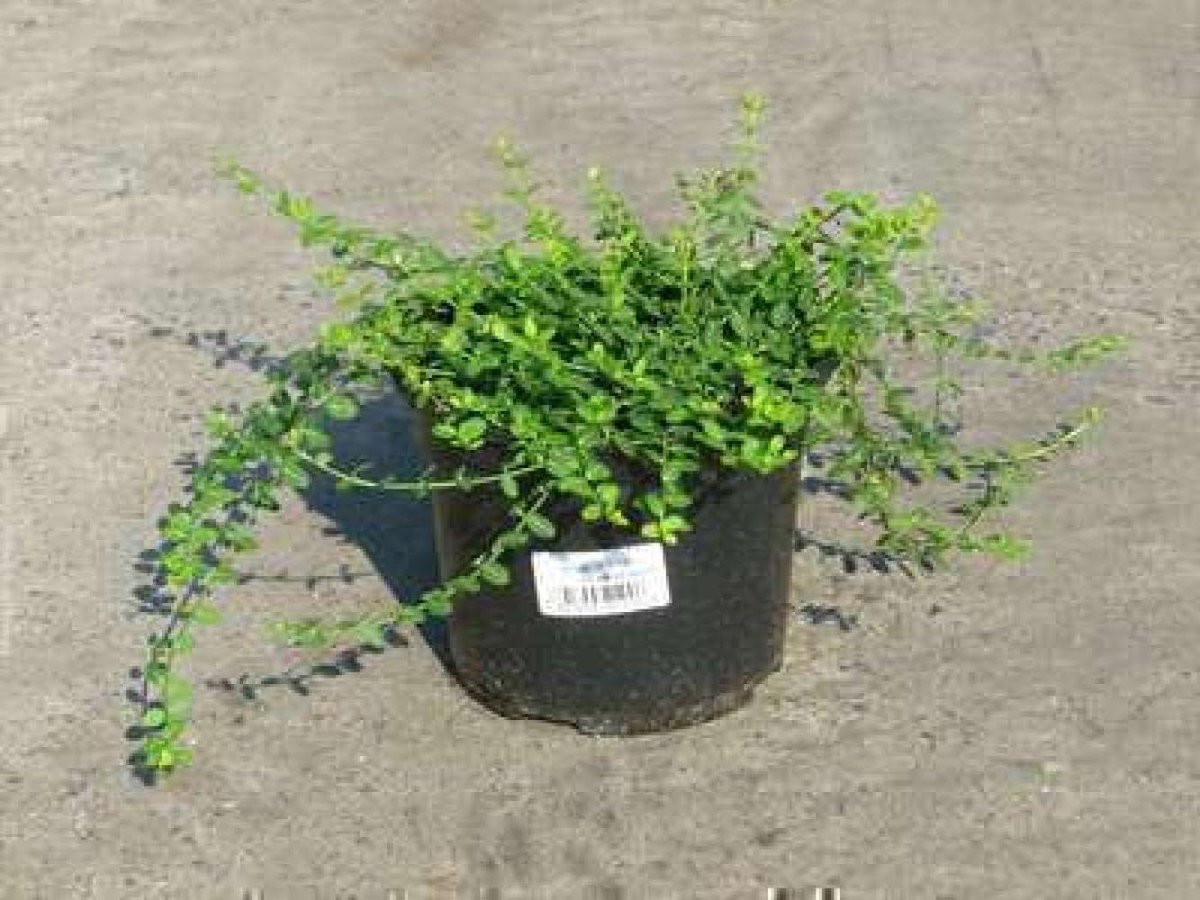 Japanse Kardinaalshoed - Kardinaalsmuts struik - Tuinieren Bodembedekker - Bladhoudende Dwergvorm - 20-25 cm pot - Groen