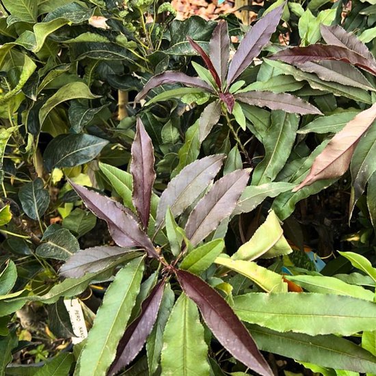 Dwerg Perzikboom - Fruitplant Rode Bladeren - Decoratie Tuin ...