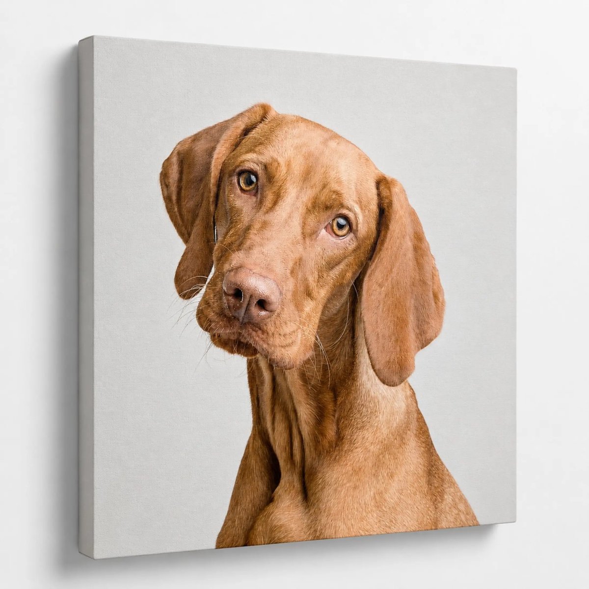Canvas foto 60x60 cm - Wanddecoratie - Magyar Vizsla 1 - Muurdecoratie woonkamer - Slaapkamer decoratie - Kamer accessoires - Foto op canvas