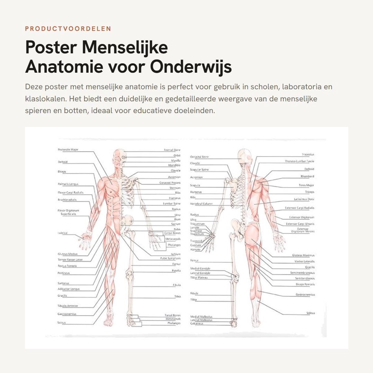 Dailygoods- Poster Menselijke Anatomie - Anatomisch Skelet - Onderwijs Poster - Muurkunst - Anatomie voor School - Wetenschappelijke Weergave - Anatomieposter