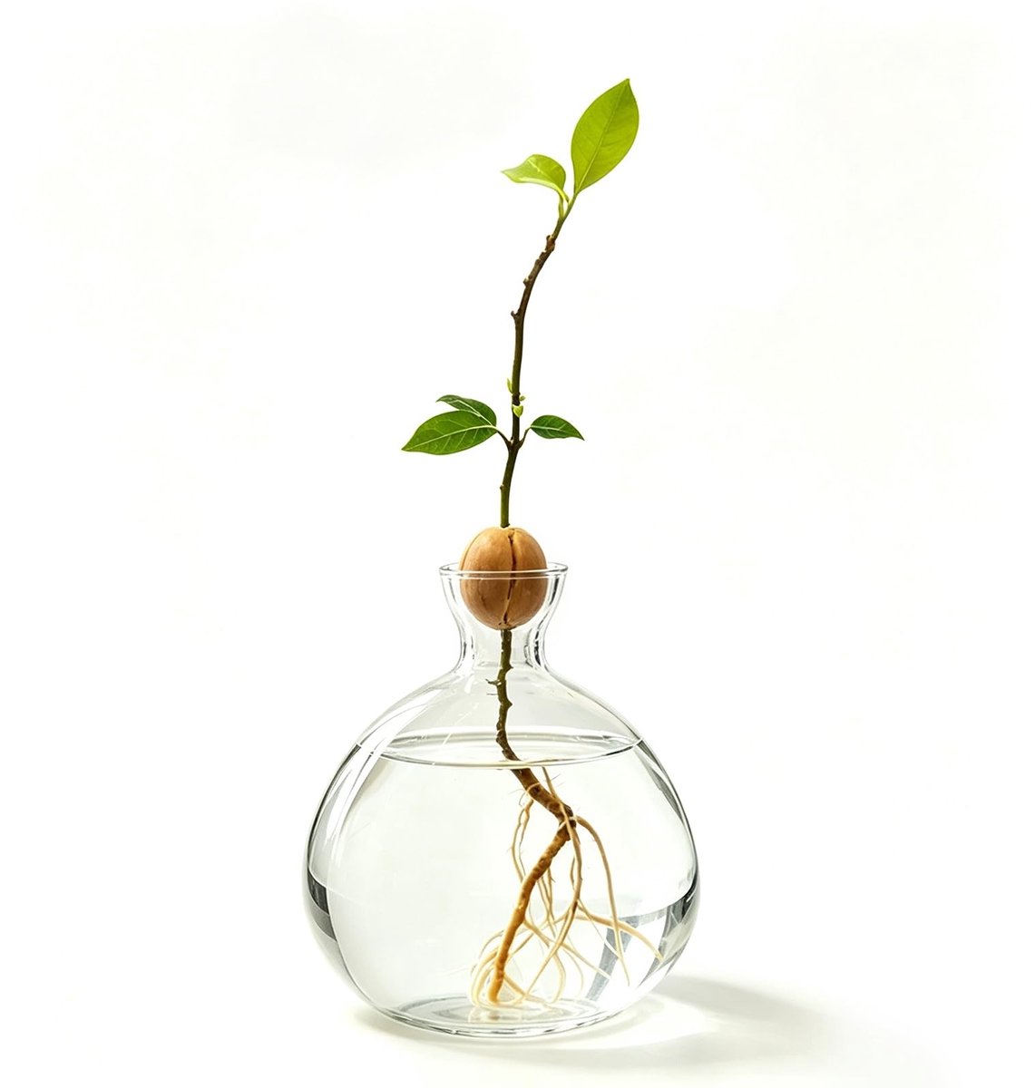 Omgoods - Hydroponisch Glas voor Avocado en Indoor Planten