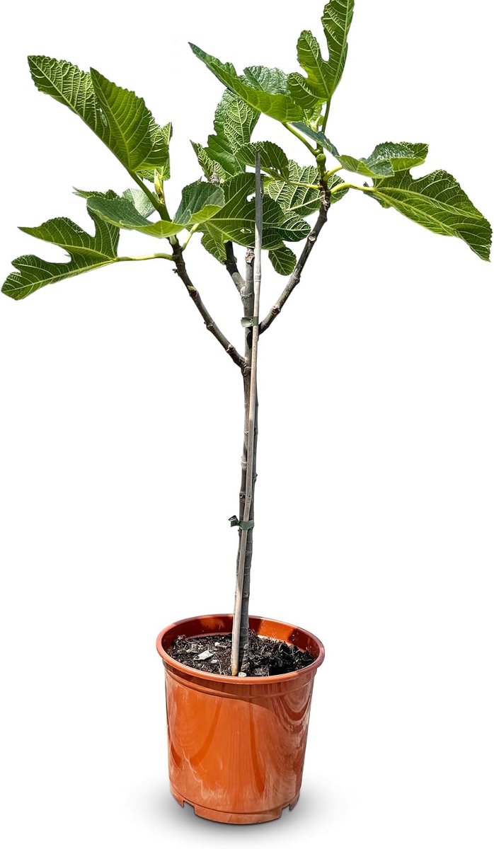SnelShoppen - Mediterrane Vijgenboom Ficus Carica tot 100 cm met Schattige Groene Vijgen, Ideaal voor Tuin, Terras en Balkon
