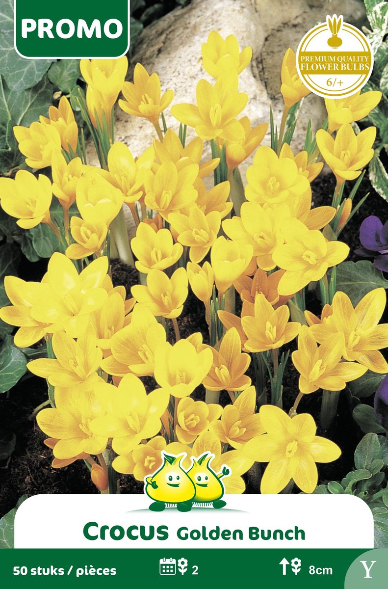 1 Zakjes Promoverpakking Botanische Crocus Golden Bunch 50 stuks maat 6/+