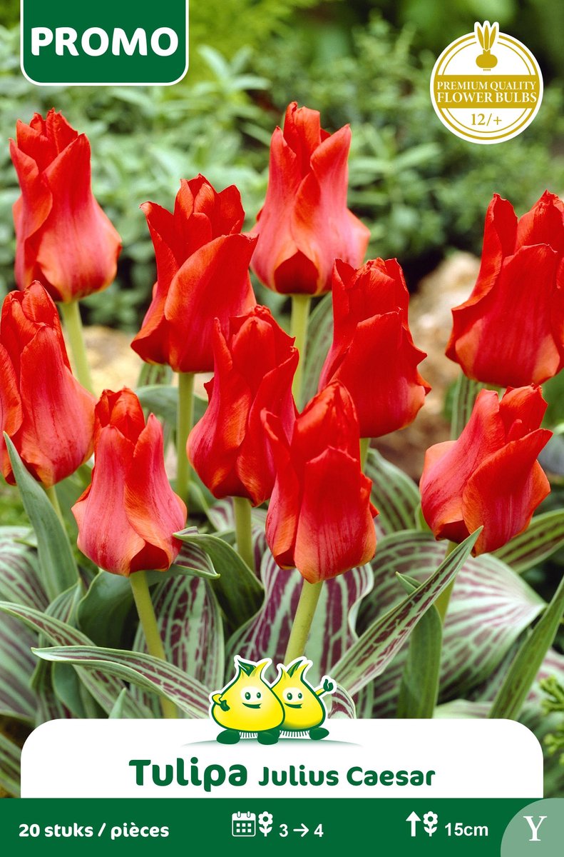 1 Zakje Promoverpakking Tulpen Julius Caesar 20 stuks maat 12/+