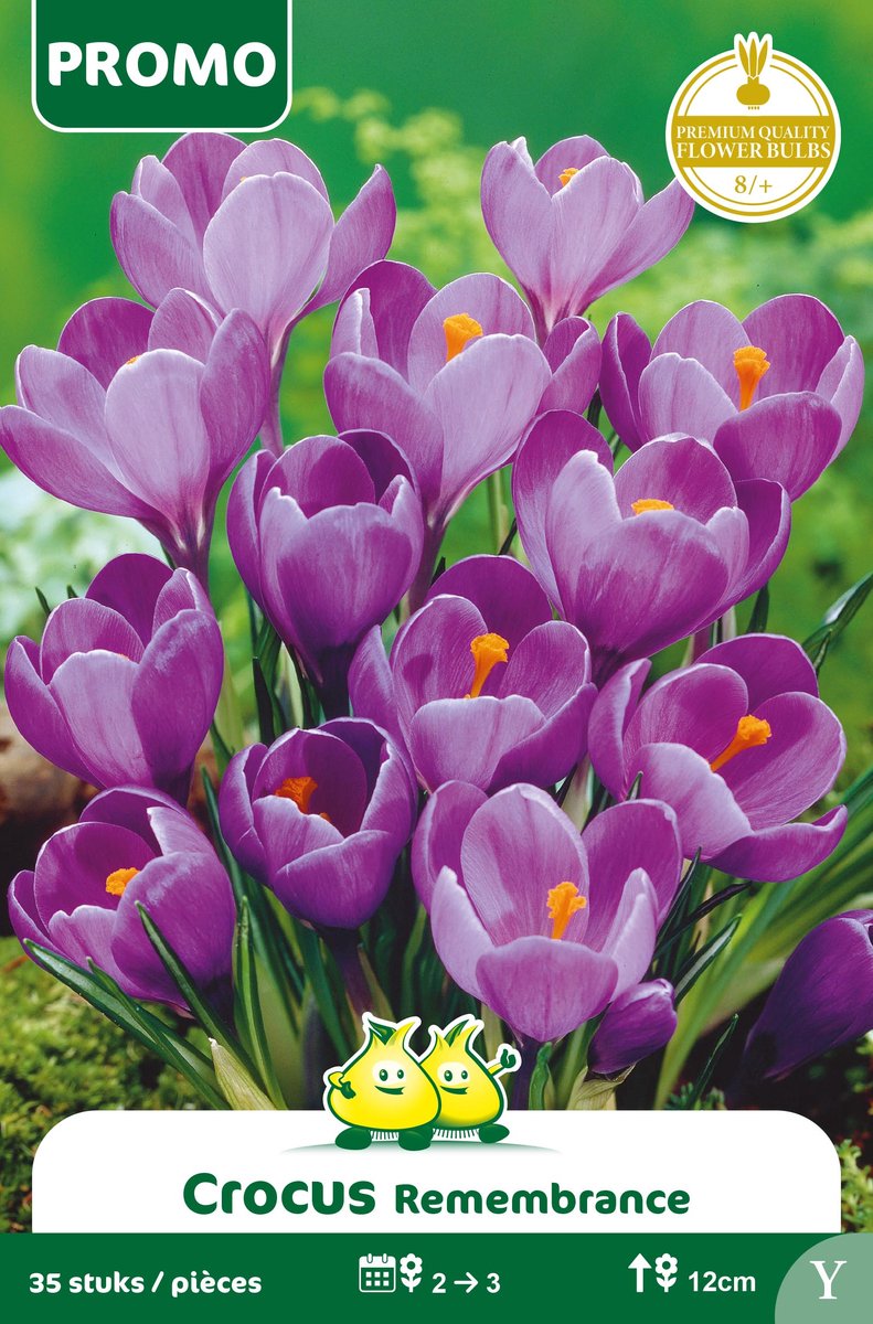 1 Zakje Promoverpakking Crocus Vernus Blauw 35 stuks maat 8/+