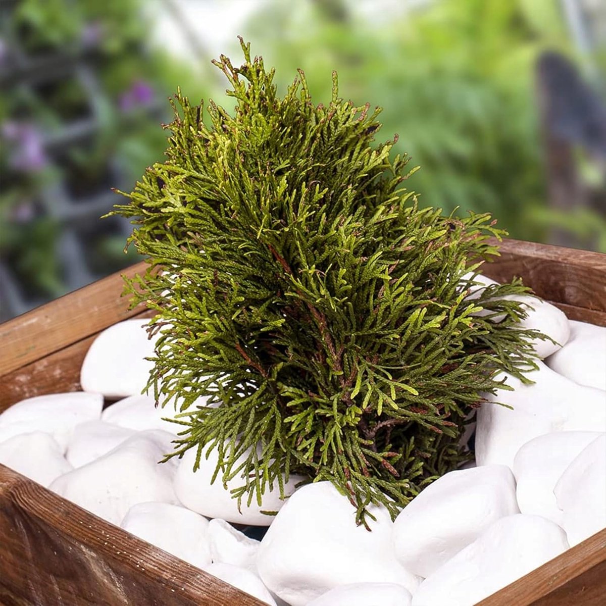 SnelShoppen - Witte Decoratieve Steentjes, Grote Kiezels voor Tuin, Aquarium en Creatieve Projecten, 1.9 kg (40-80 mm) Decoratieve Grind, Perfect voor