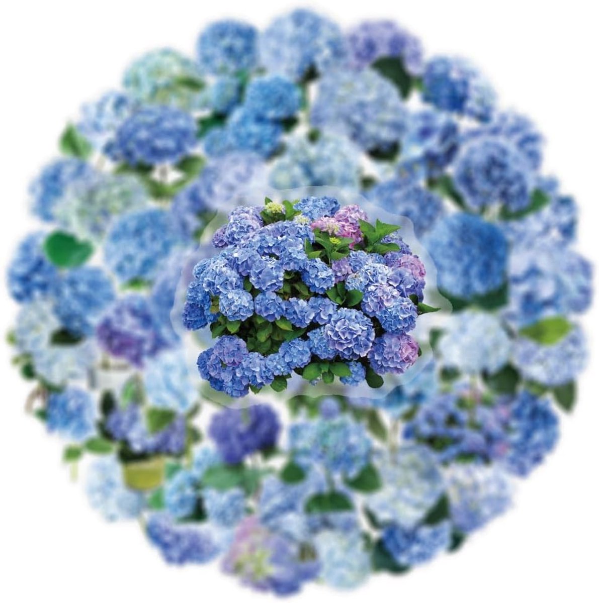 Hydrangea stickers pack van 50 - vinyl - waterproof - ideaal voor skateboards en laptops - ShopVlot
