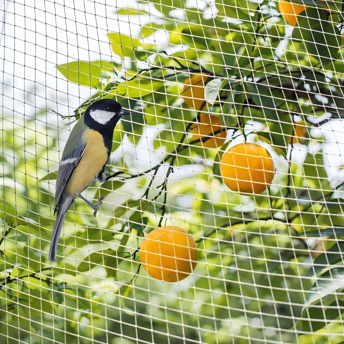 Vogelbeschermingsnet 6 x 10 m - Wit - Beschermingsnet voor planten en fruit - Ideaal voor vijvers - ShopVlot