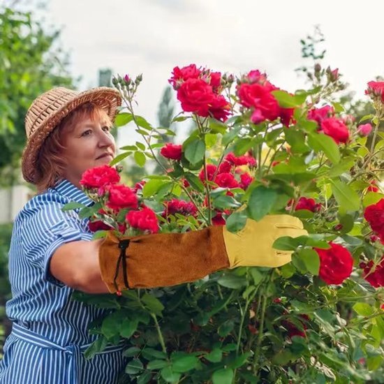 Vrouw met strooien hoed draagt gele en bruine tuinhandschoenen bij rode rozenstruiken.