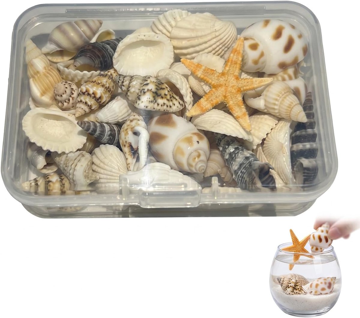 Natuurlijke schelpen en zeeslakken - 1 doos schelpen - decoratie voor knutselen - ideaal voor aquaria - ShopVlot