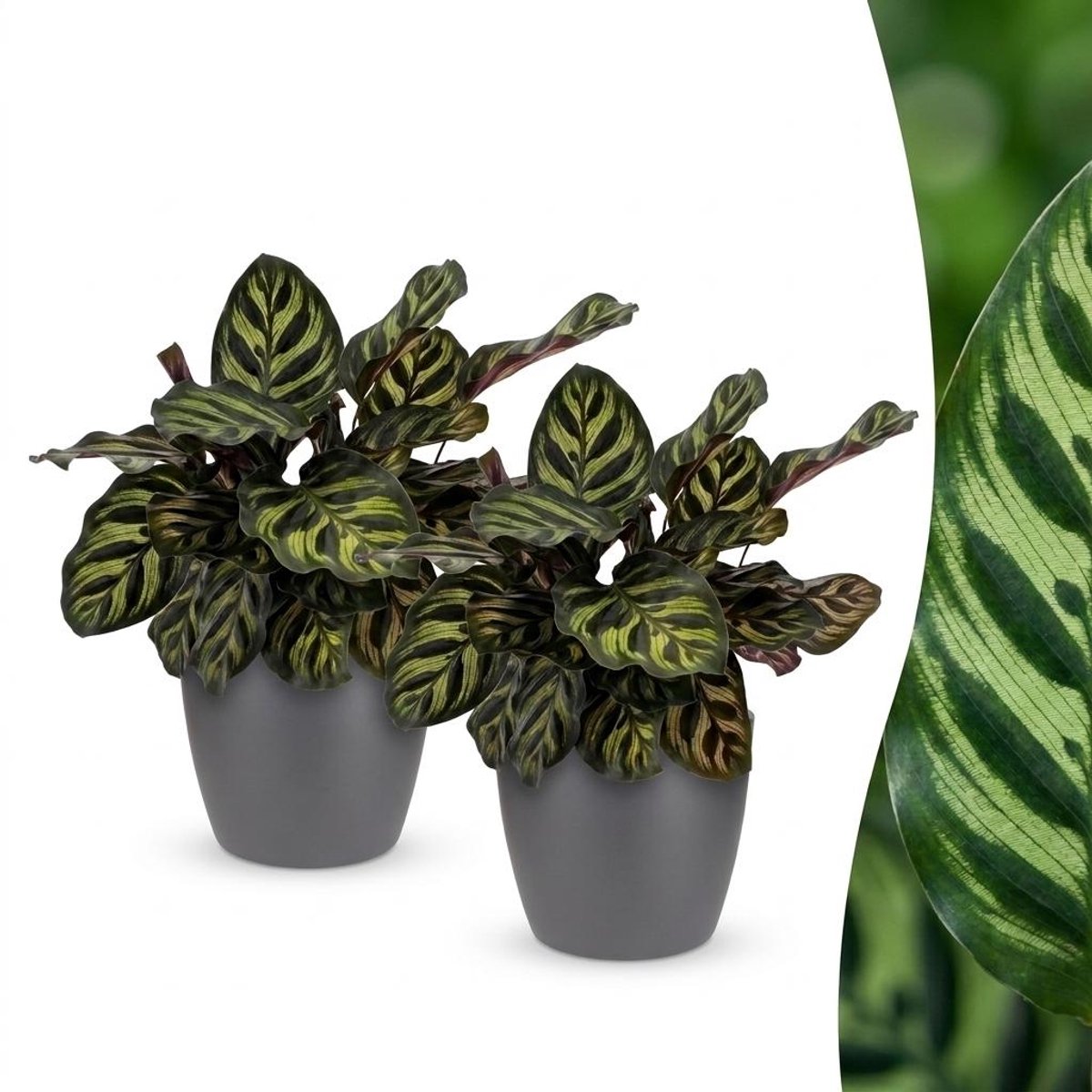 Green boutiQ - Calathea Makoyana - Pauwenplant - 2 Planten - met Potter Grijs - Pot 12cm - Hoogte 25cm