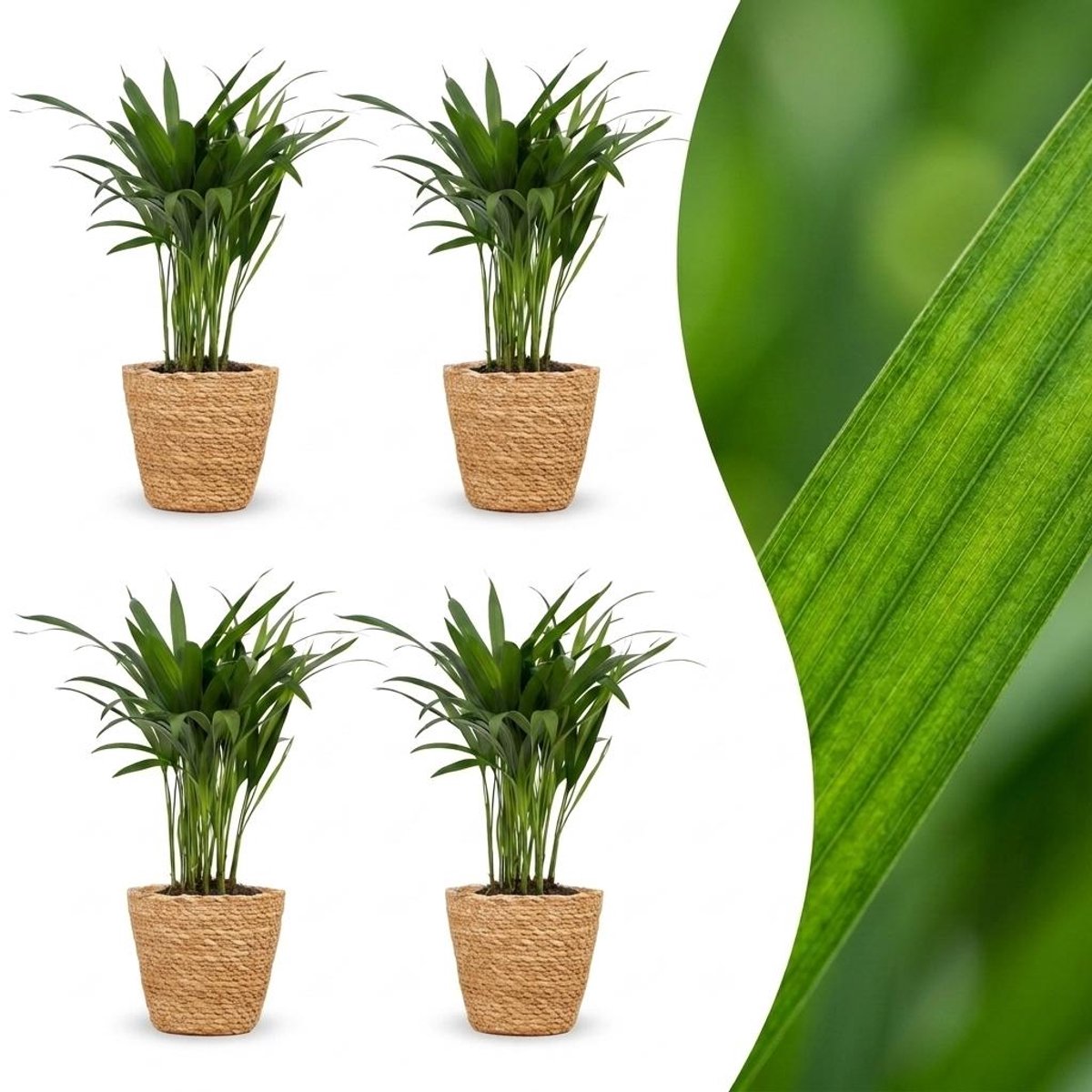 Green boutiQ - Areca Lutescens - Goudpalm - 4 Planten - met Mand - Pot 12cm - Hoogte - 45cm