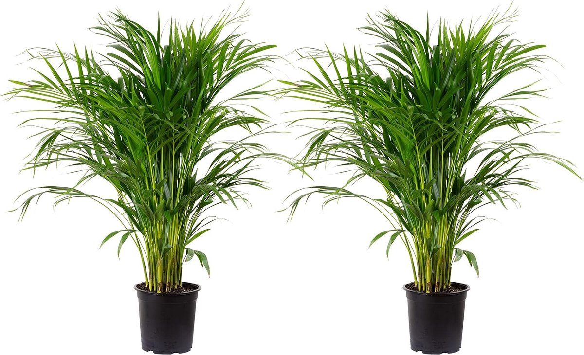 Set of 2 golden fruit palm - real houseplant, Areca Dypsis Lutescens - height approx. 100 cm, pot Ø 21 cm - ShopVlot
