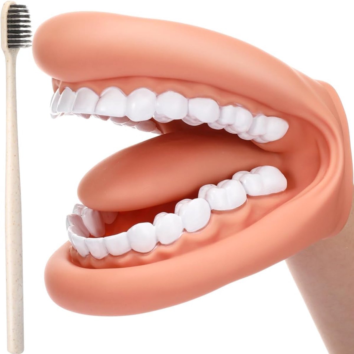 Dental Model Dental Model, Dental Model Hand Puppet, Dental Model with Toothbrush, Demonstration Anatomical Dental - ShopVlot